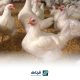 العوامل المؤثره على نمو عضله الصدر فی دجاج اللحم