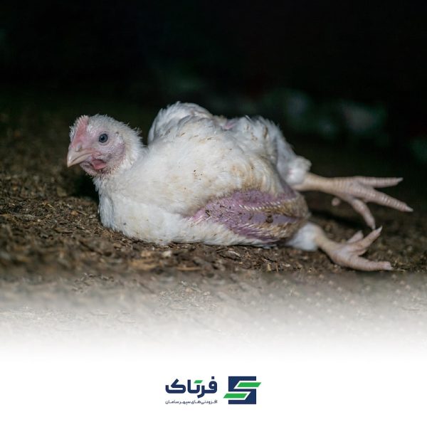 تلفات در مرغداری تلفات در مرغداری