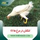 لنگش در مرغ ها 1