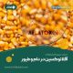 آفلاتوکسین