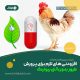 پرورش مرغ بدون آنتی بیوتیک