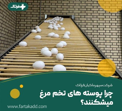 چرا پوسته تخم مرغ می شکنند-
