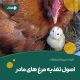 اصول تغدیه مرغ مادر اصول تغدیه مرغ مادر
