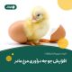 افزایش جوجه درآوری مرغ مادر