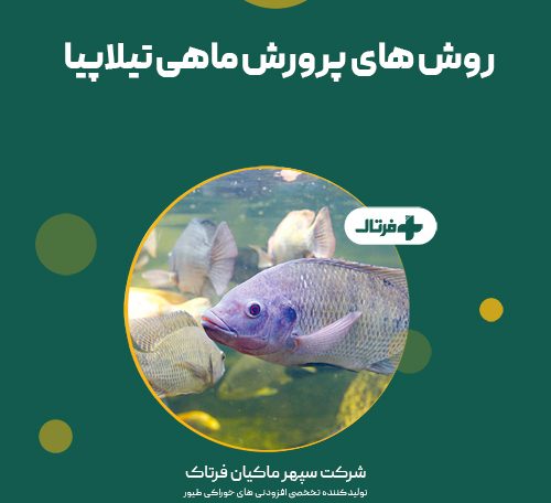 پرورش ماهی تیلاپیا