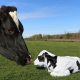 Closeup shot of a mother cow with an adorable calf in a grassy field A closeup shot of a mother cow with an adorable calf in a grassy field