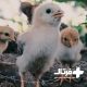 سین بیوتیک طیور
