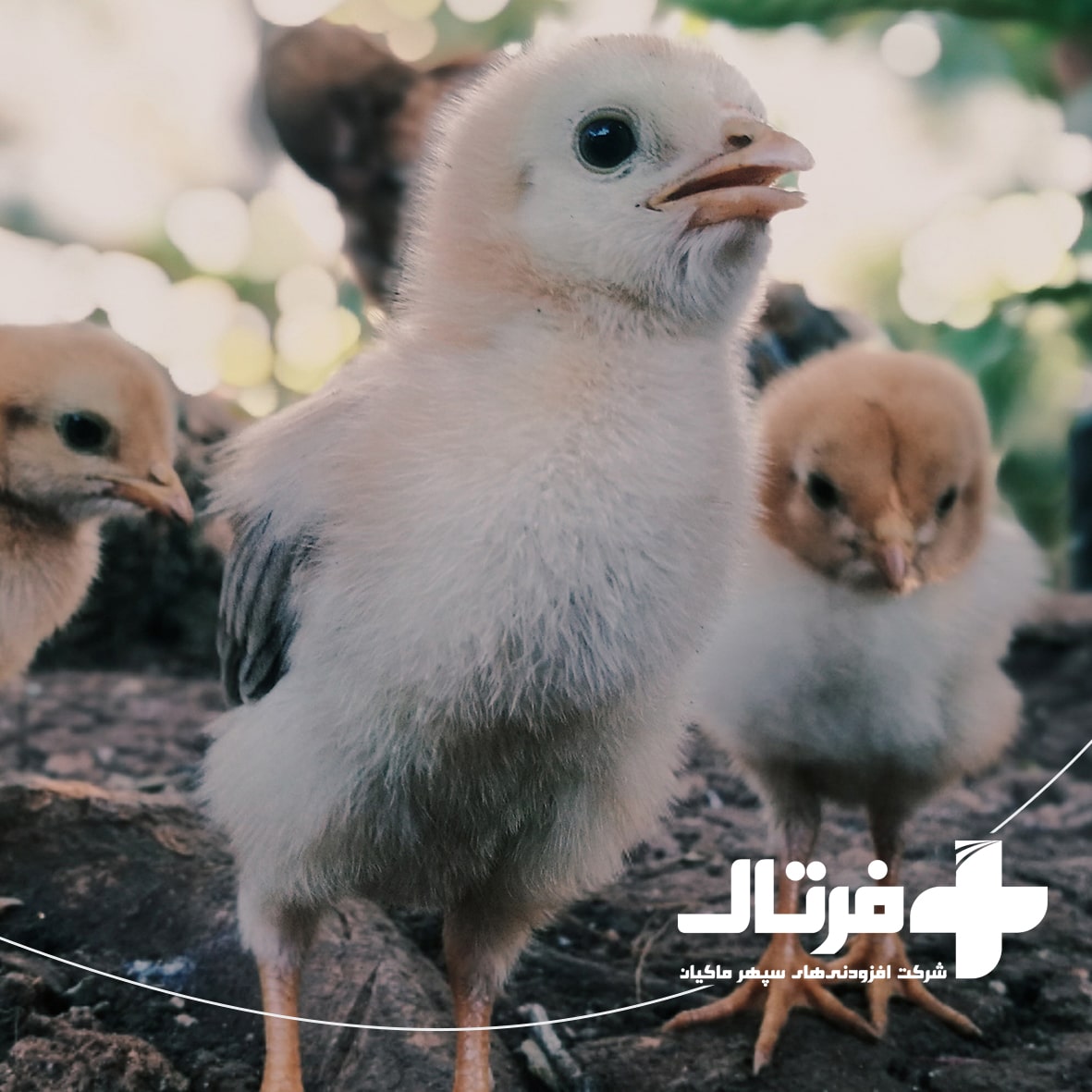 سین بیوتیک طیور