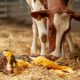 Management of Calving in Dairy Cattle