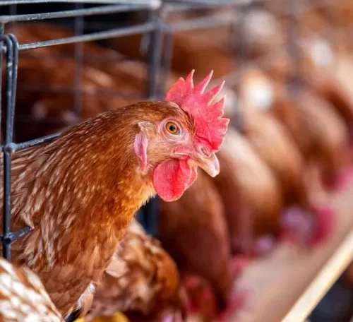 Prevention and Treatment of Fatty Liver Syndrome in Laying Hens