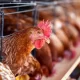 Prevention and Treatment of Fatty Liver Syndrome in Laying Hens