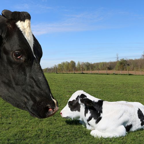 A closeup shot of a mother cow with an adorable calf in a grassy field
