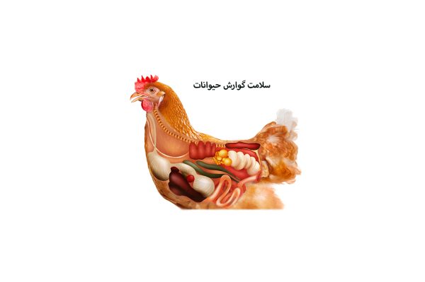 Health-in-Poultry