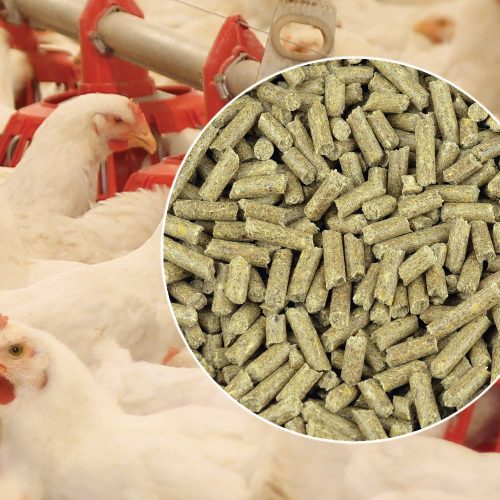 The importance of Pellet Feeding Feed Conversion Rate of Broiler Chickens