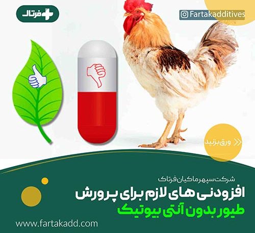 پرورش مرغ بدون آنتی بیوتیک