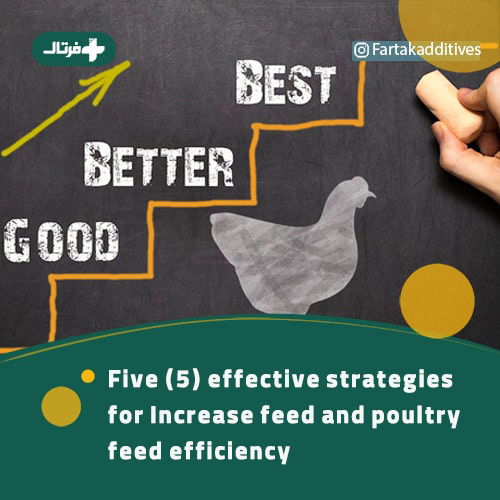 Increase feed and poultry feed efficiency and 5 effective strategies for it