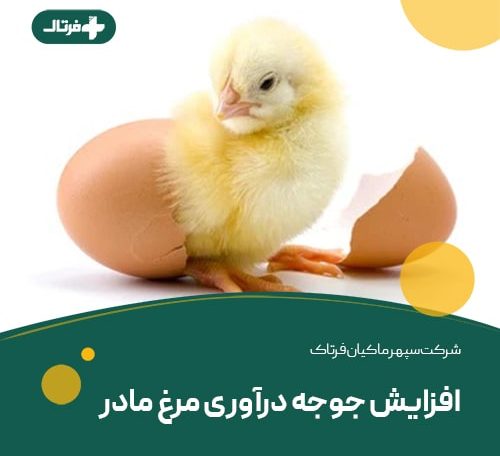 افزایش جوجه درآوری مرغ مادر