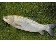 شکل2- ماهی آمور(کپور علفخوار)