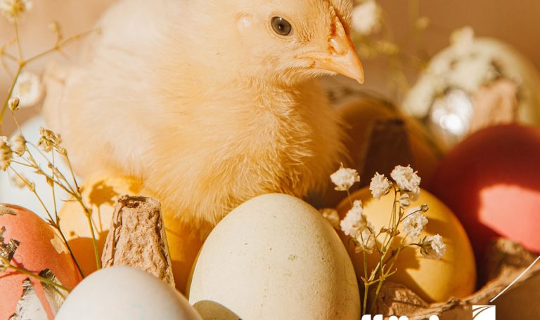 عوامل کاهش تولید تخم مرغ