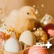 عوامل کاهش دهنده تولید تخم مرغ