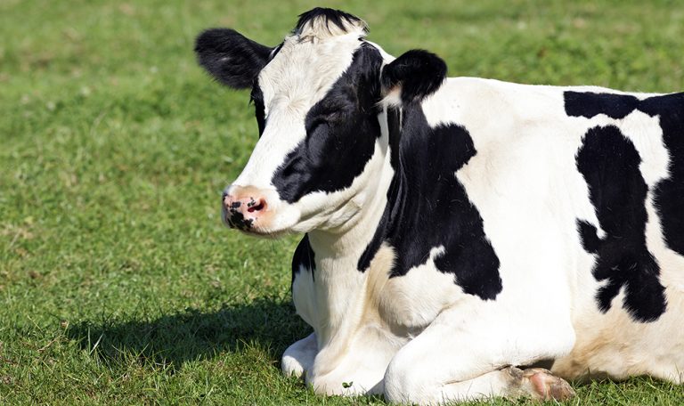 توکسین بایندر در گاو شیری