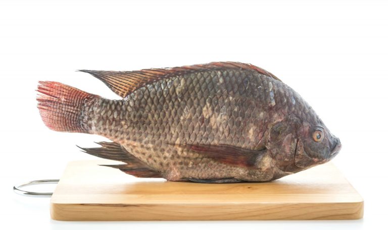 خوراک ماهی تیلاپیا