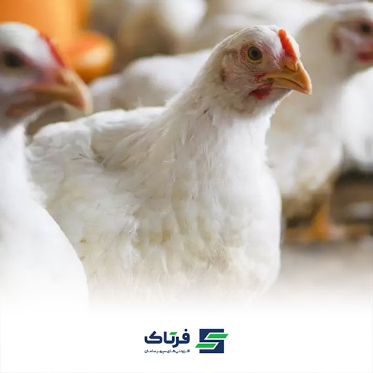 اسهال مرغ و روش های پیشگیری و درمان آن