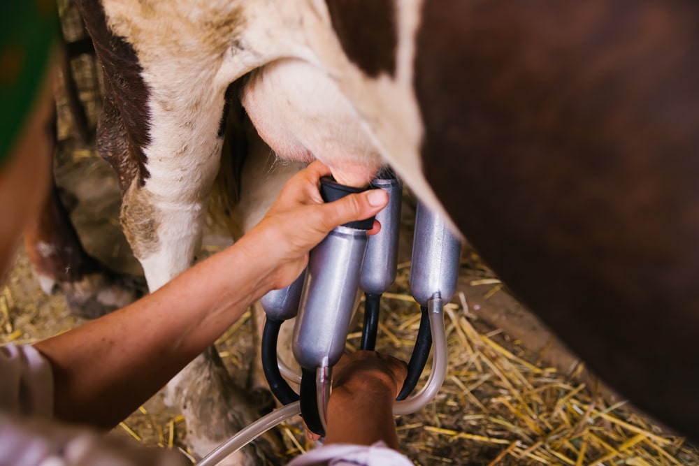 افزایش تولید شیر