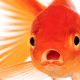 چرا نباید ماهی قرمز را در محیط زیست رها کنیم؟