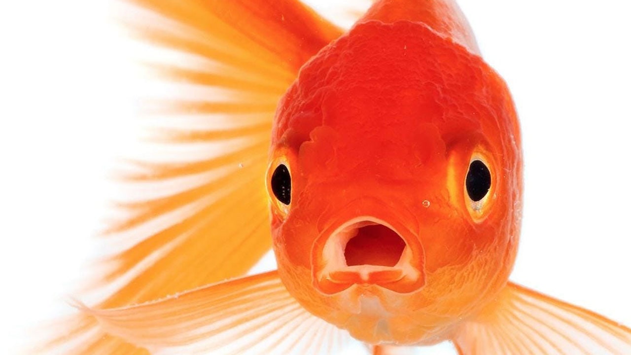 چرا نباید ماهی قرمز را در محیط زیست رها کنیم؟
