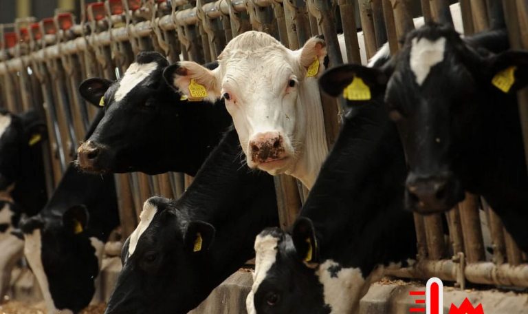 استرس گرمایی در گاو شیری