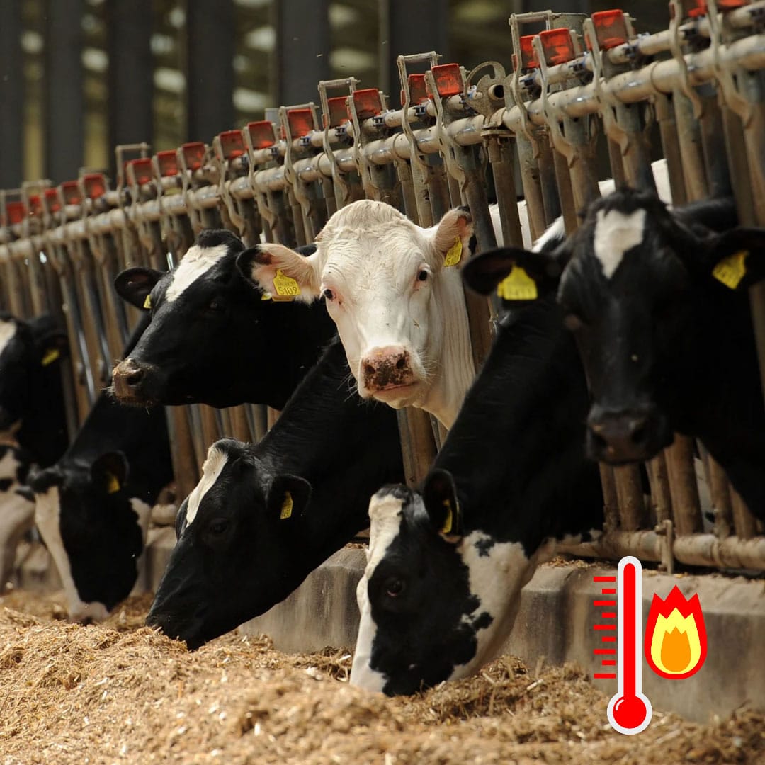 استرس گرمایی در گاو شیری