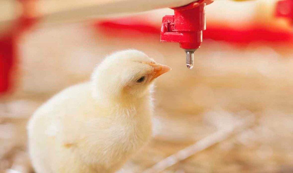 ارزیابی کیفیت آب مرغداری