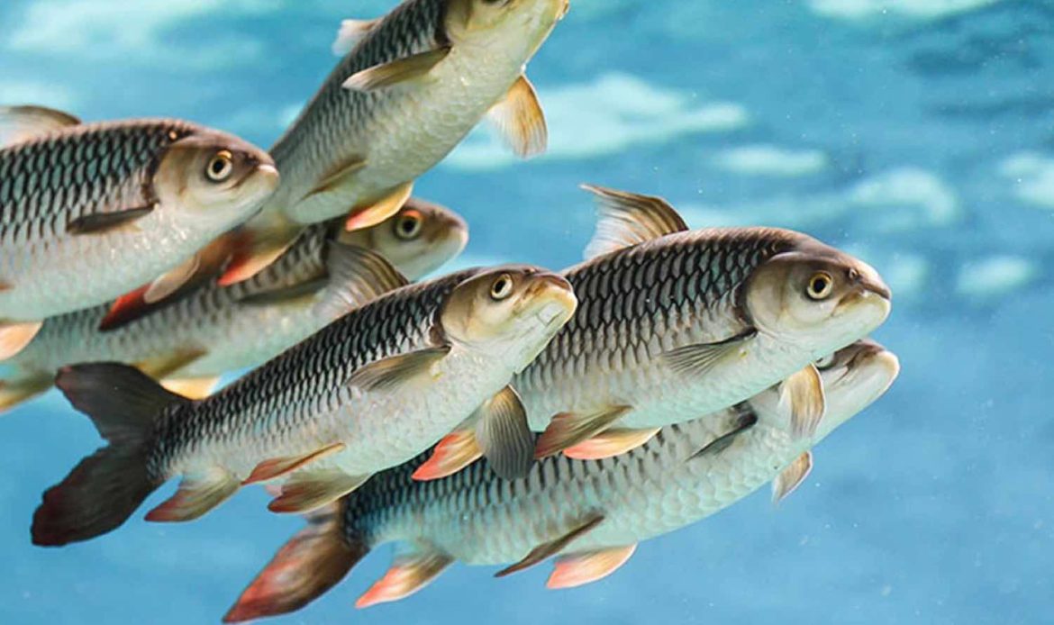 اسیدیفایر در آبزیان