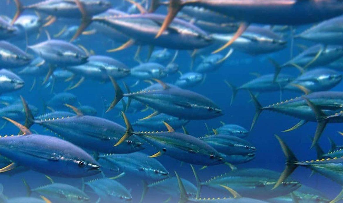 انواع نژاد ماهی