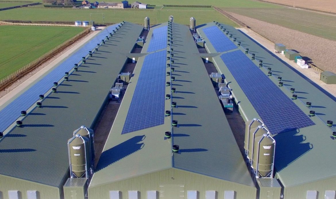 نقش افزودنی ها در بهبود کیفیت گوشت و تخم مرغ