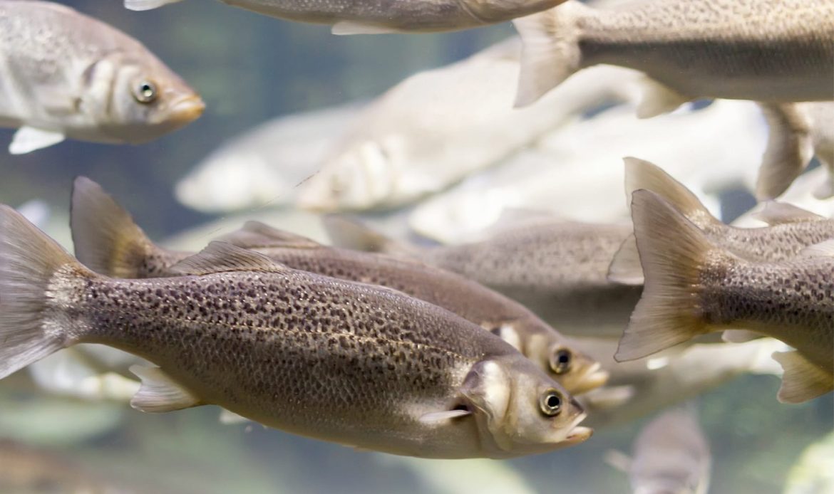 عوامل محیطی موثر بر ضریب تبدیل غذایی آبزیان