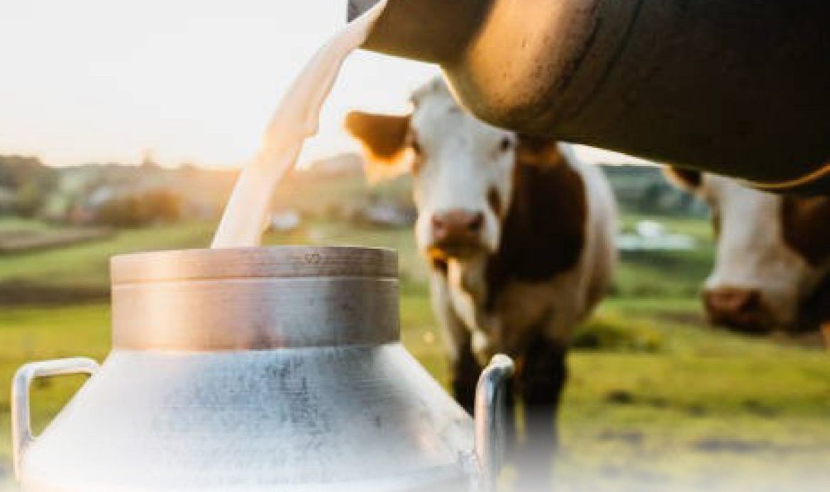 علت کاهش چربی شیر در گاو