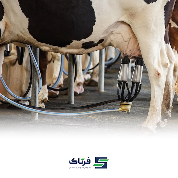 جابجایی شیردان در گاو های شیری تازه زا