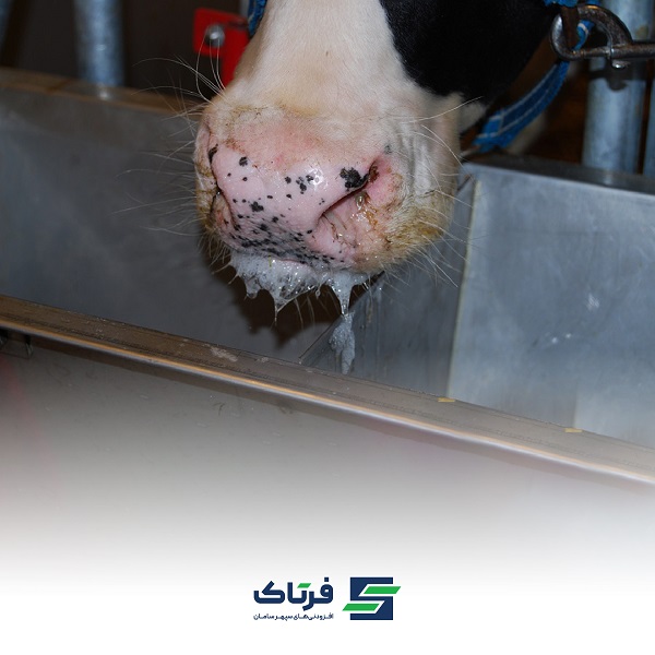 تب برفکی تهدیدی جدی برای دامداری و راهکارهای کاهش خسارت