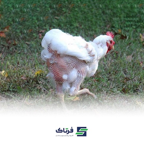 علل و عوامل پرریزی در طیور گوشتی