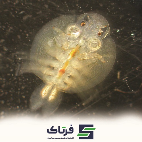 انگل آرگولوس در ماهی گپور (Argulusis)