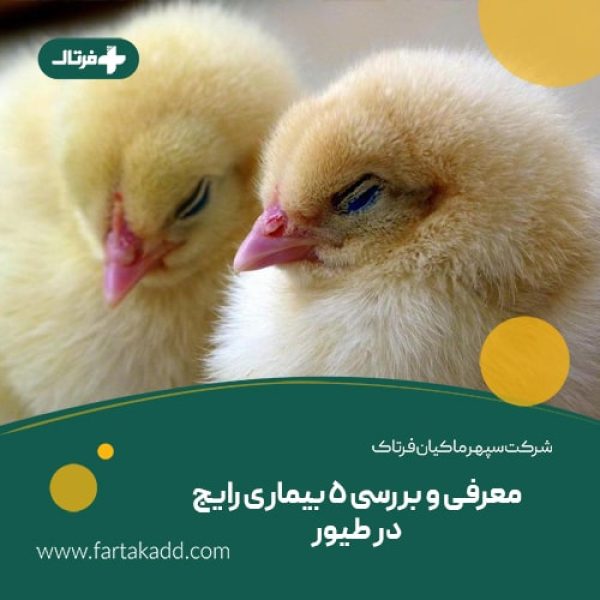 بیماری های رایج طیور