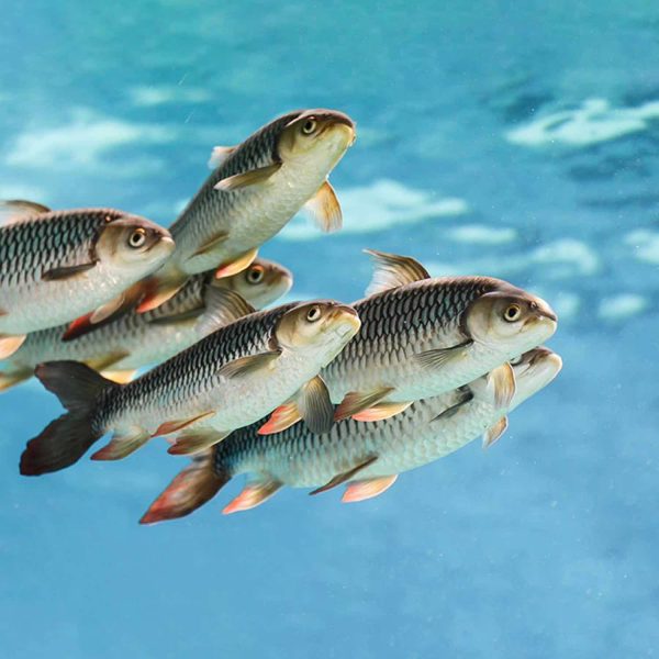 اسیدیفایر در آبزیان