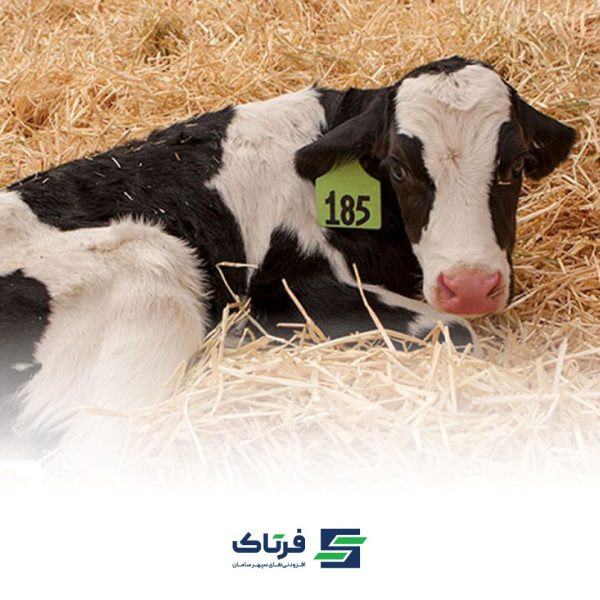 افزایش اشتها و کاهش اسهال گوساله