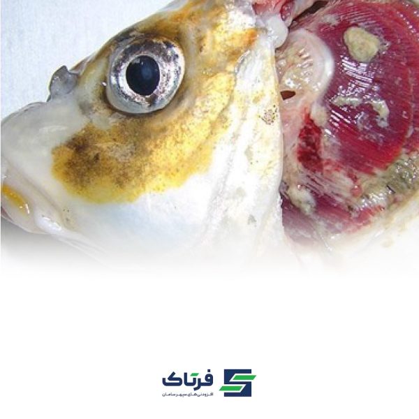 بیماری کوی هرپس ویروس در ماهیان گرمابی