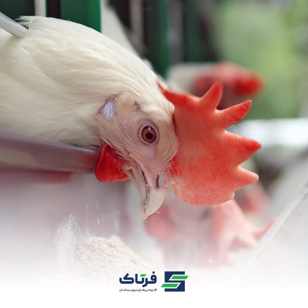 تغذیه مرغ تخمگذار