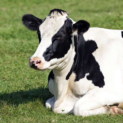 توکسین بایندر در گاو شیری