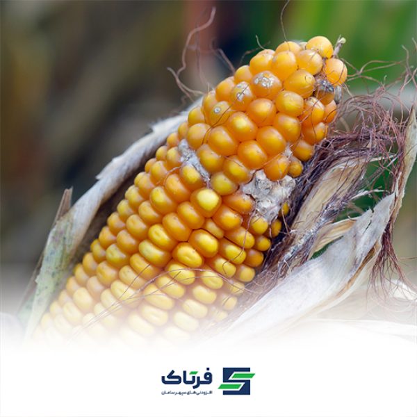 حد مجاز مایکوتوکسین‌ ها در خوراک دام و طیور طبق استانداردهای بین‌المللی