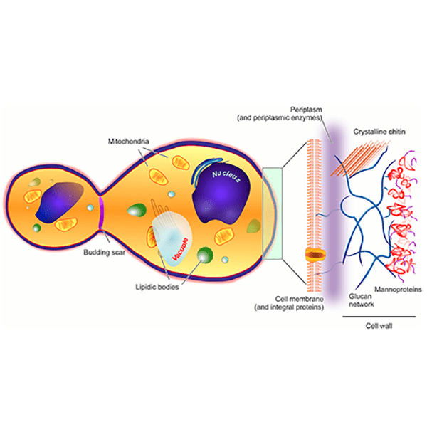 دیواره مخمر
